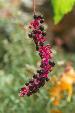 Pokeberries hanging in garden in the fall