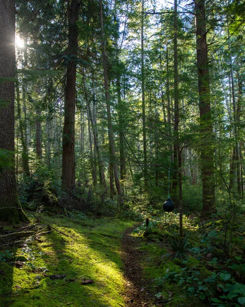 Mossy Forest Trail British Columbia —  Fotos de Stock