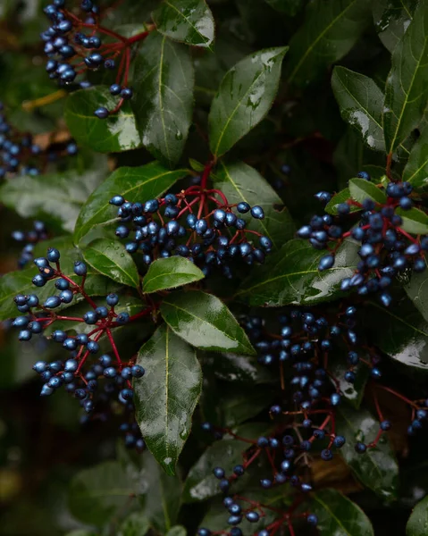 Dark Blue Laurustinus Viburnum Berries — Stock Fotó