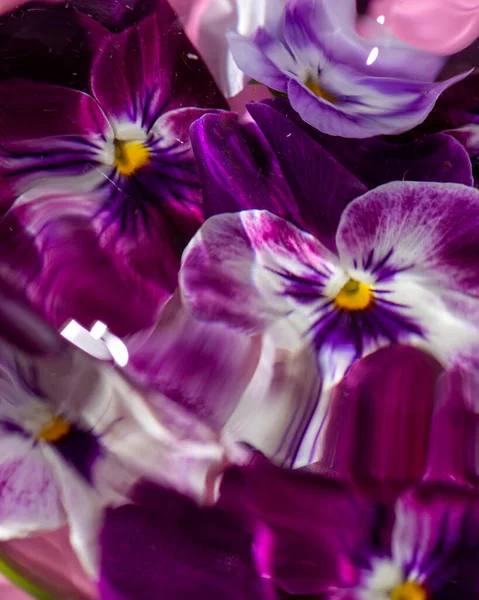 Purple Pansy Flowers Water Flower Texture Abstract Background — Fotografia de Stock