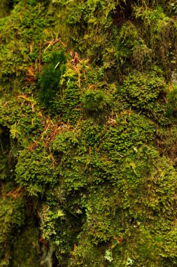 Yeşil yosun dokusunun çeşitliliği