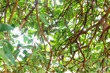 Arbutus ağacının altında, yaprak dokusu