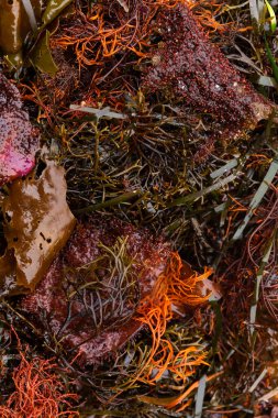 Deniz yosunu kıyıya vurmuştu.