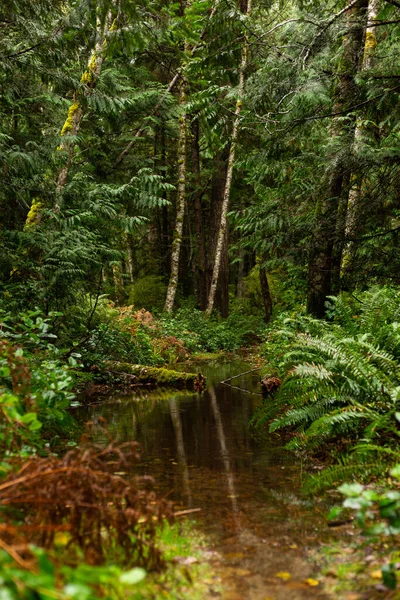 Pequeño Estanque Bosque Verde —  Fotos de Stock