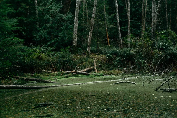 Rybník Pokrytý Řasami Lese — Stock fotografie