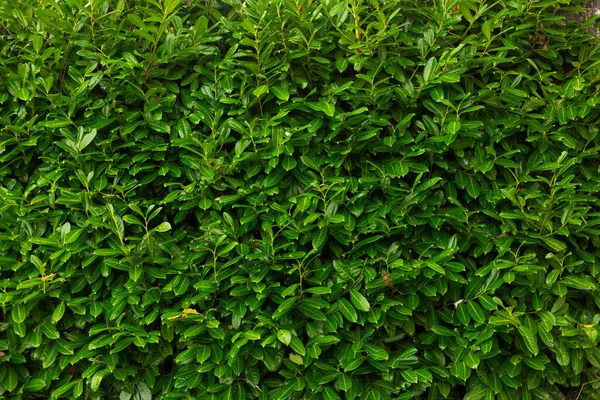 Teljes Keret Rododendron Zöld Levelek Textúra — Stock Fotó