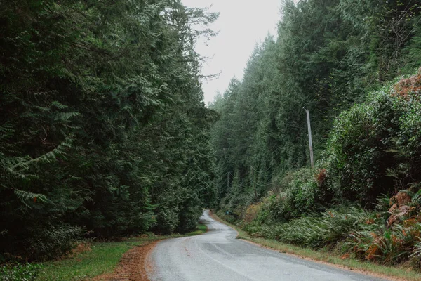 Strada Attraverso Fitta Foresta Pluviale Temperata Piovoso Nebbioso — Foto Stock