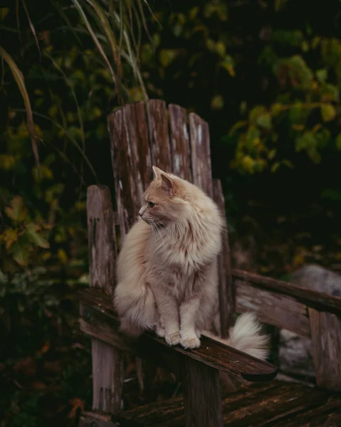 Chat Orange Moelleux Assis Sur Une Vieille Chaise Bois Extérieur — Photo