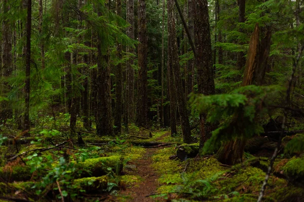 Camino Través Bosque Oscuro Musgoso —  Fotos de Stock