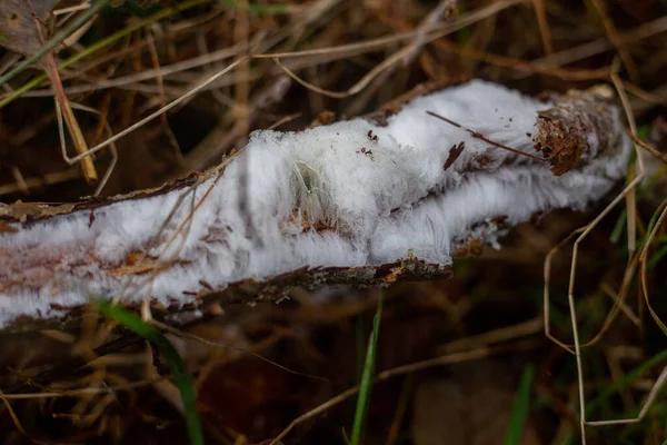 Haareis Auch Als Eiswolle Oder Frostbart Bekannt Ist Eine Eisart — Stockfoto