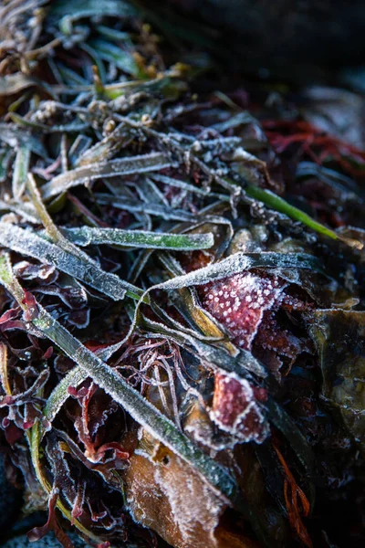 Mráz Pokryl Mořské Řasy Vyplavené Břeh Zamrzlé Zimní Textuře — Stock fotografie