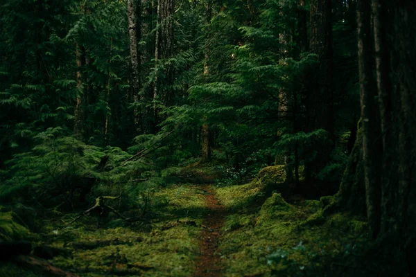 Camino Través Bosque Musgoso Muy Oscuro Imagen de stock