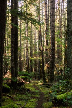 Trail through a dense green and mossy forest