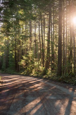 Sun coming though the pine trees on to a road through the woods
