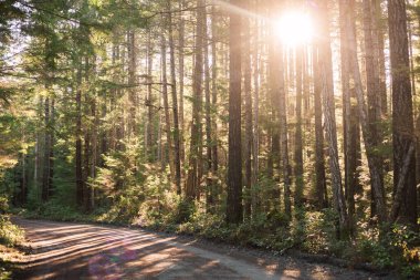 Sun coming though the pine trees on to a road through the woods