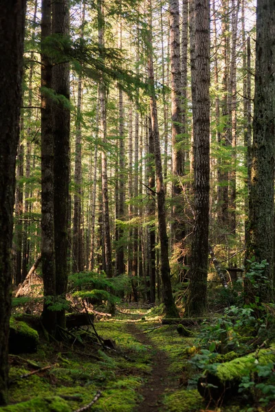 Trail Dense Green Mossy Forest —  Fotos de Stock