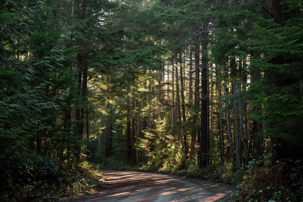 Sun dappled road through a dense green pine forest