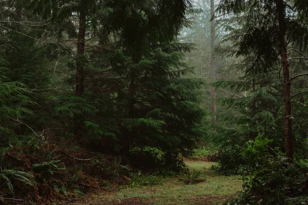 Trail Foggy Green Forest — ストック写真