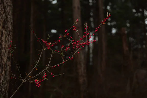 Red Berries Branch Dark Forest — Stock Fotó
