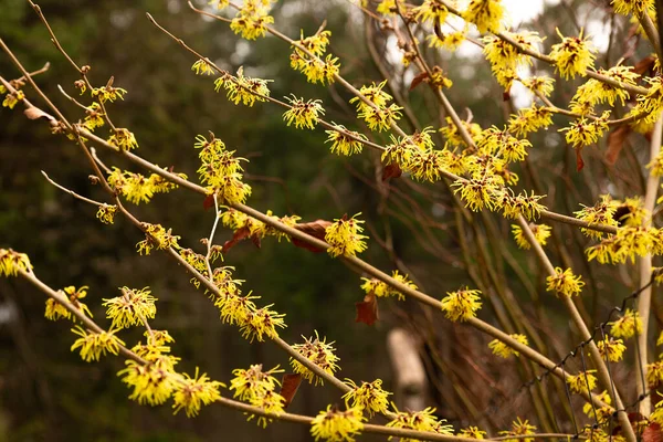 Branch of Witch Hazel flowers (Hamamelis Japonica)