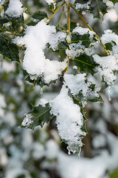 Snow Holly Leaves Forest — Fotografia de Stock