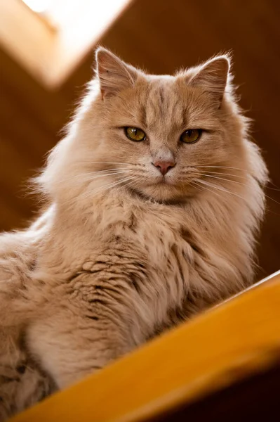 Fluffy Orange Cat Standing Stairs Looking Camera — Stock Fotó