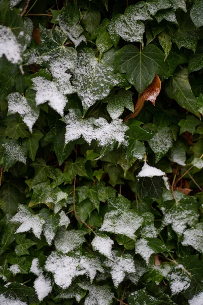 Snow on english ivy leaves in winter