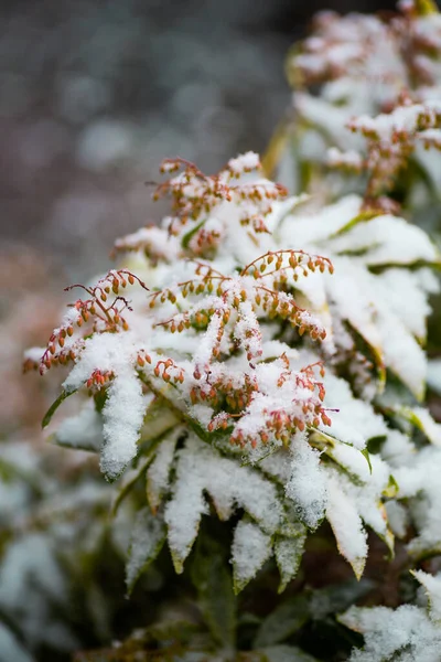 Pieris Japonica Bush Buds Snow — 스톡 사진