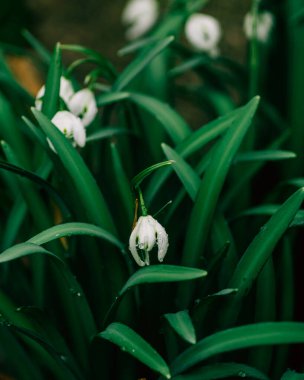 Close up of a white snowdrop flower