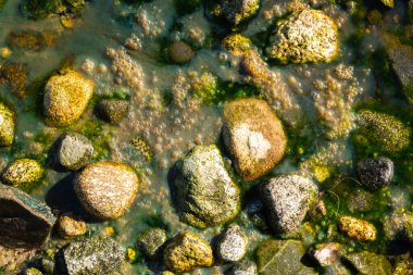 Ocean scum, algae, and eggs in a rock pool