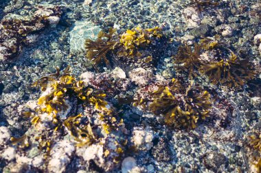 Ocean tide pool with rock and seaweed texture full frame
