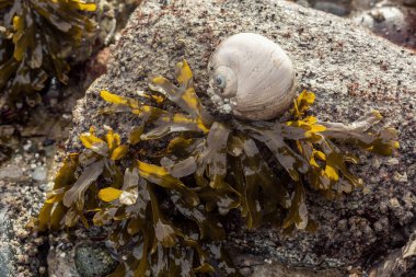 Moon snail shell on a rock with seaweed