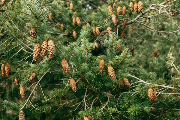 Pine Cones Pine Bough — Fotografia de Stock