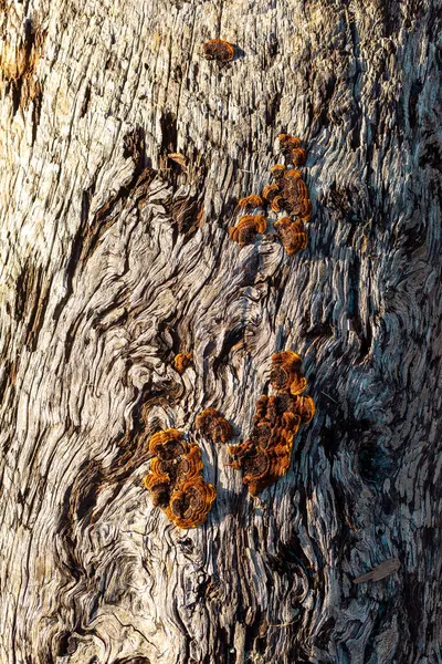 Driftwood Texture Orange Mushrooms — Zdjęcie stockowe