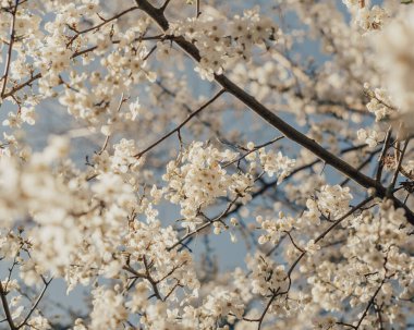 White Plum tree flowering with blue sky