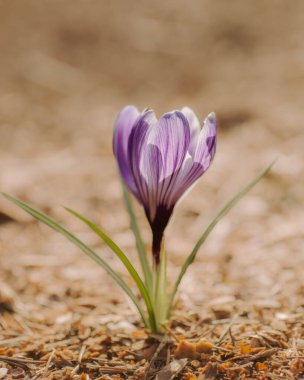 Single purple crocus flower growing