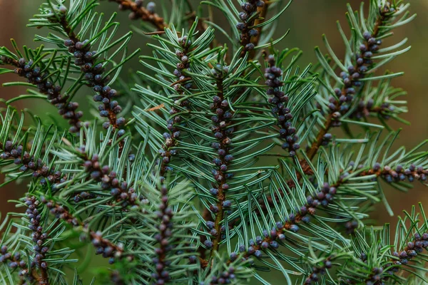 Small Purple Seeds Pine Branch — Stock Fotó
