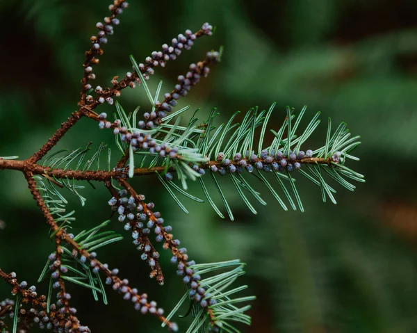 Small Purple Seeds Pine Branch — 스톡 사진
