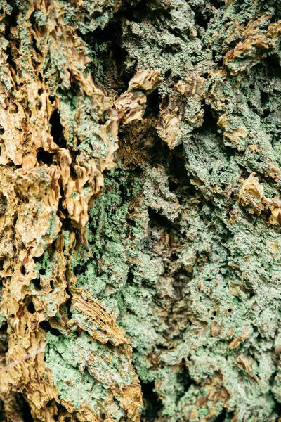 Zielone Porosty Szorstkiej Strukturze Kory — Zdjęcie stockowe