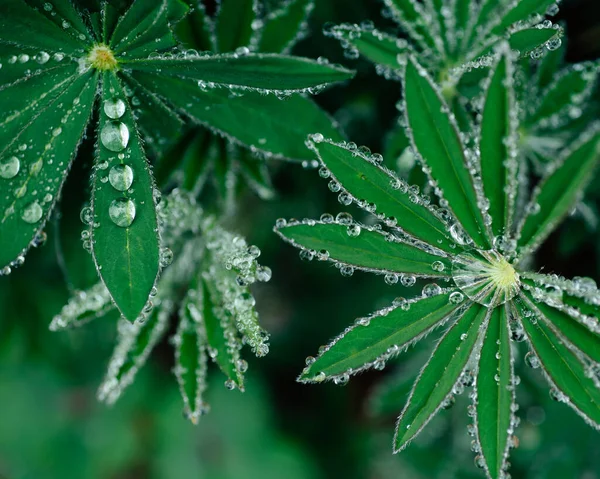 Dew Drops Lupin Leaves — стоковое фото