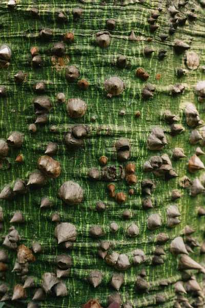 Kapok Tekstura Kory Drzewa Ceiba Pentandra — Zdjęcie stockowe