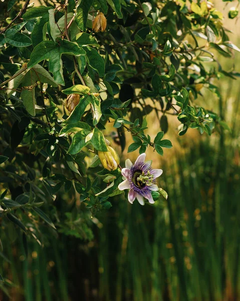 Passiflora Inkarnata Közismert Nevén Maypop Lila Golgotavirág Igazi Golgotavirág Vad — Stock Fotó