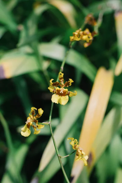 Kandyan Dancer Orkidé Blommor Oncidium Sphacelatum — Stockfoto