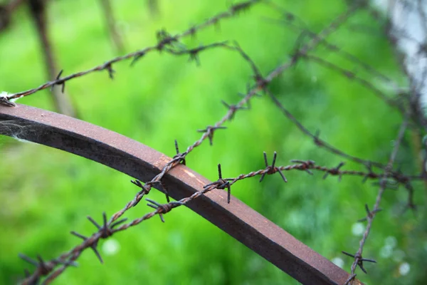 Champ de maïs à la récolte