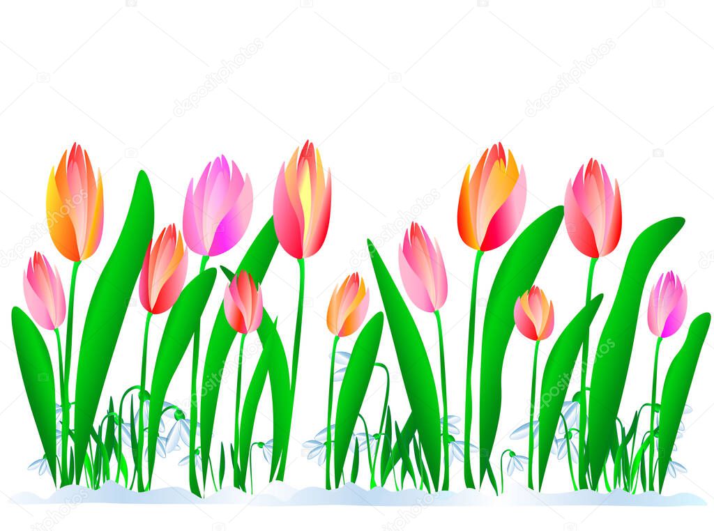 Spring came illustration of blooming tulips and sweetdrops. Nature woke up in all its beauty.vector