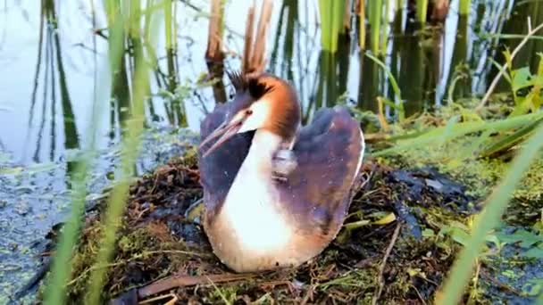 Chomga, nebo velký grebe s malou holkou. Pták sedí v hnízdě.. — Stock video