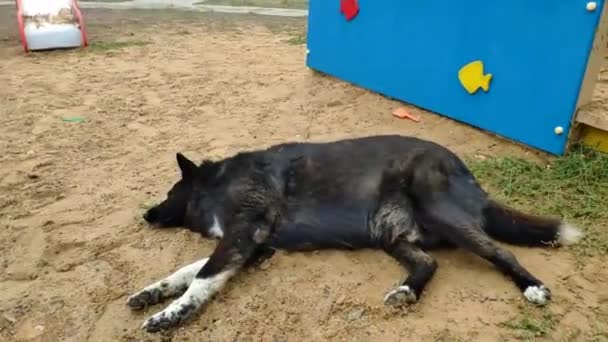 A black dog lies on the playground near the sandbox — Stock Video