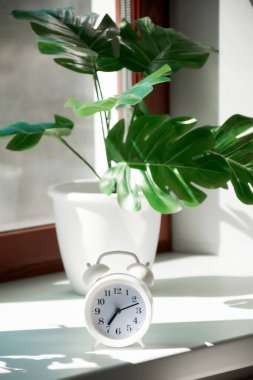 Pencerenin kenarında güneş ışığı altında bir çalar saat ve bir canavar çiçeği var..
