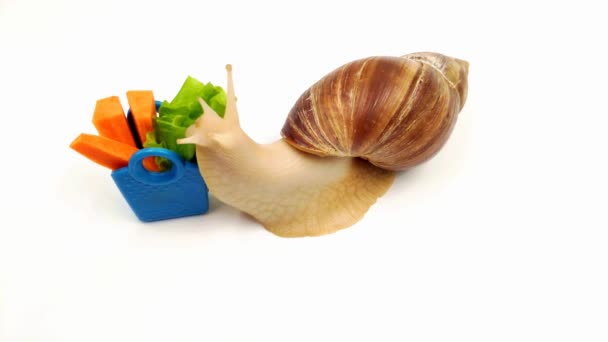 Funny Achatina snail eats cabbage from the trough on a white background. The concept of proper healthy nutrition. — Stock Video