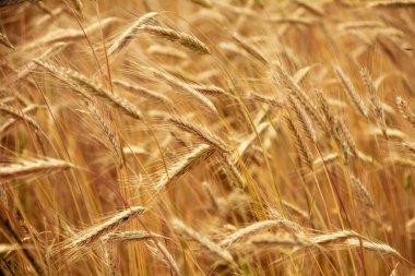 Olgun altın buğday hasat için hazır. Dikenli iğnelere yakın çekim.